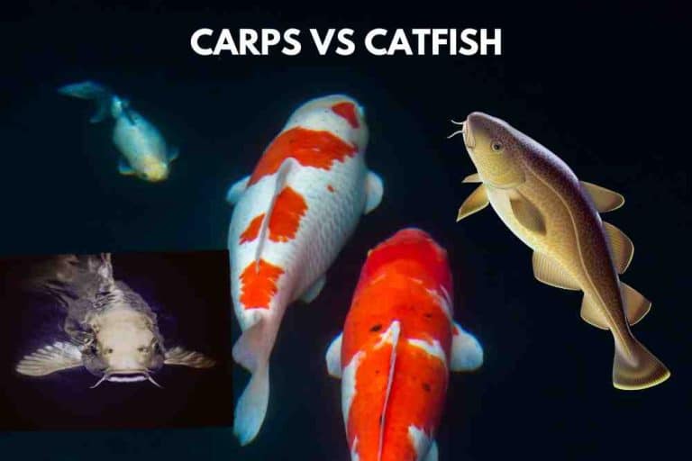 Carp Vs Catfish What's The Difference? FishingVista