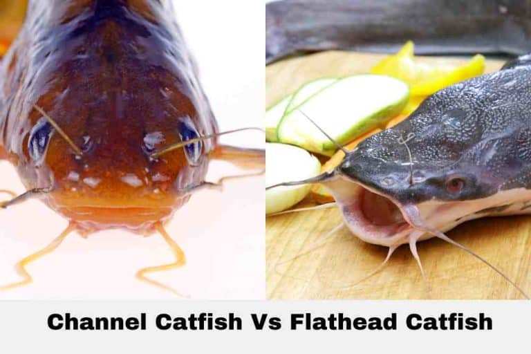 Channel Catfish Vs Flathead Catfish A Comparison Of Popular Catfish