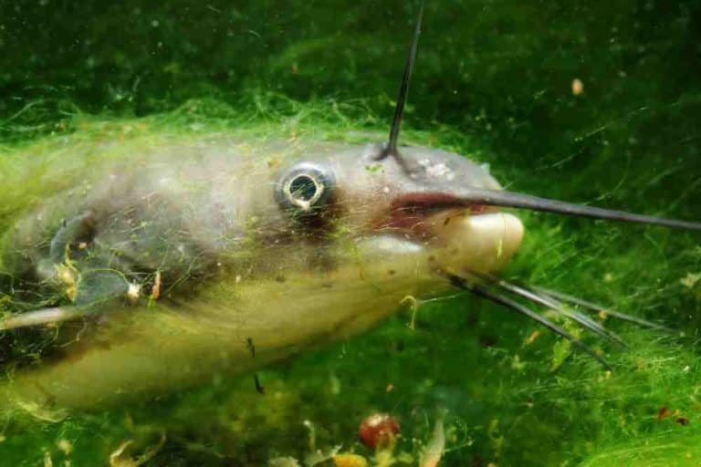 Do Catfish Bite In The Rain? (3 Reasons Why) FishingVista