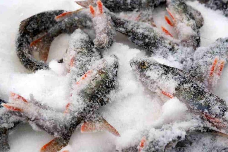 How To Freeze Catfish? A StepbyStep Guide For Proper Catfish Freezing