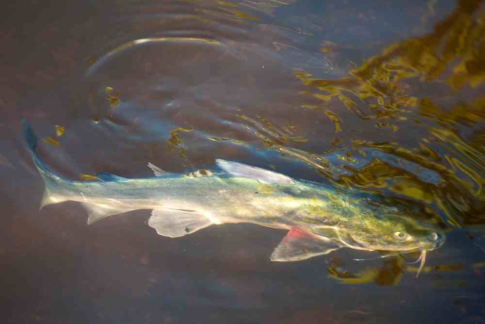 How Deep Should A Catfish Pond Be? FishingVista