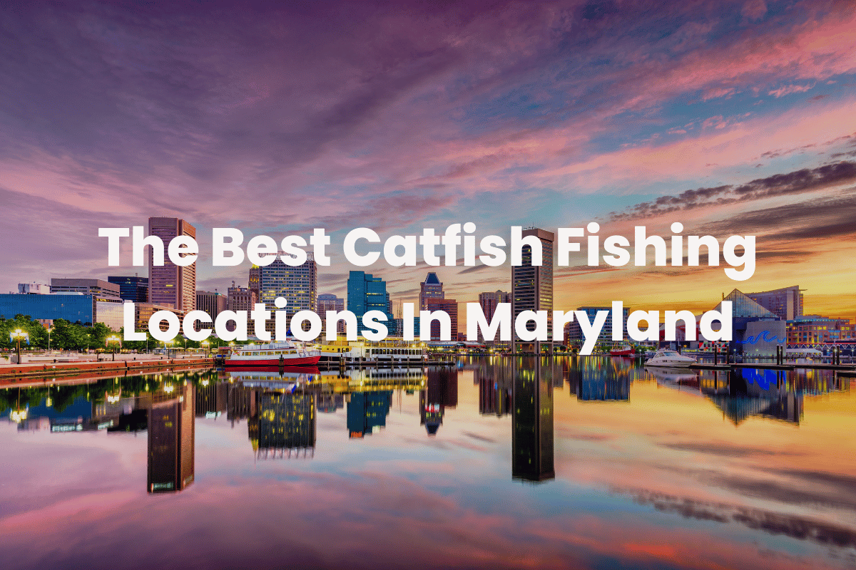 The Best Catfish Fishing Locations In Maryland FishingVista