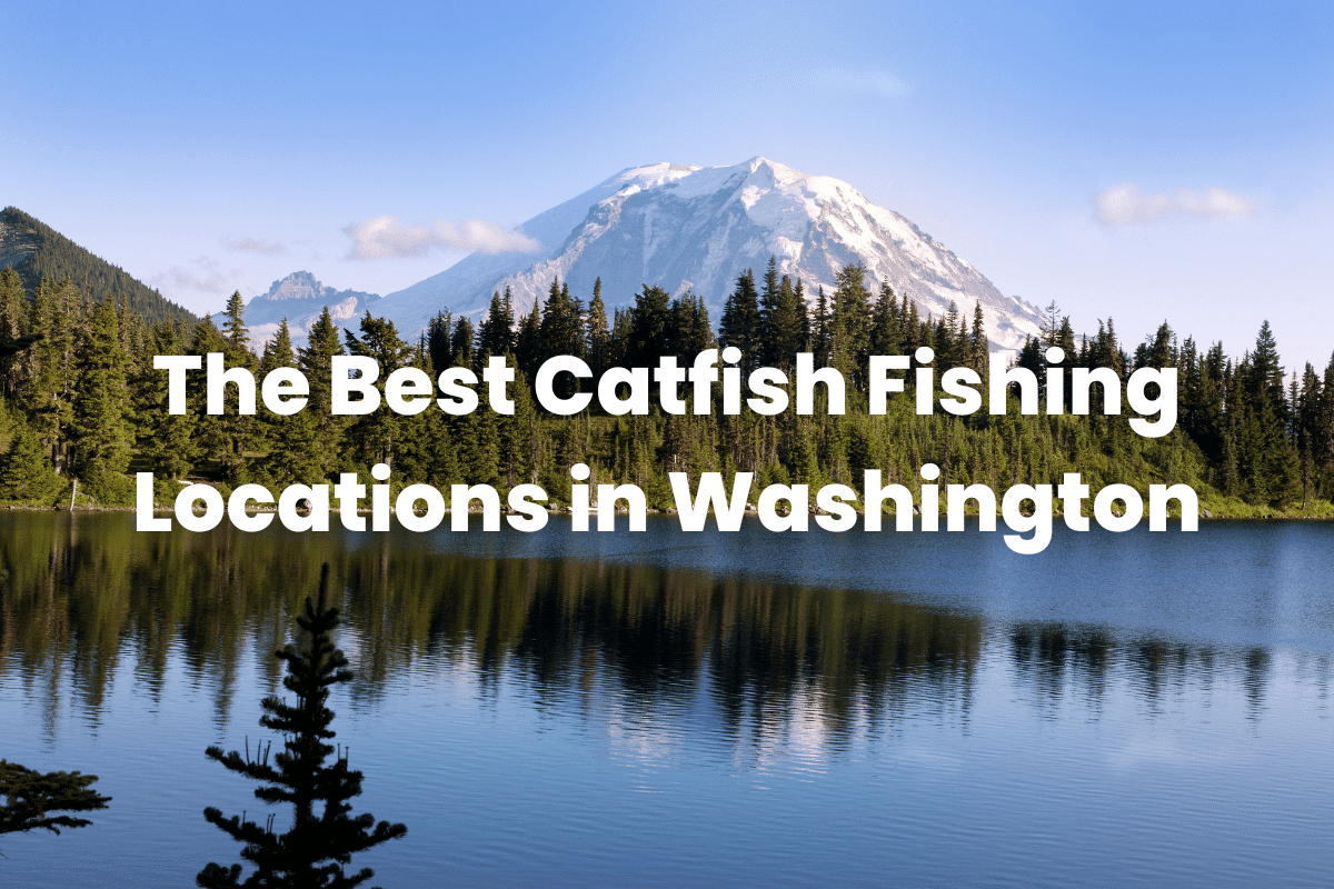 The Best Catfish Fishing Locations In Washington FishingVista