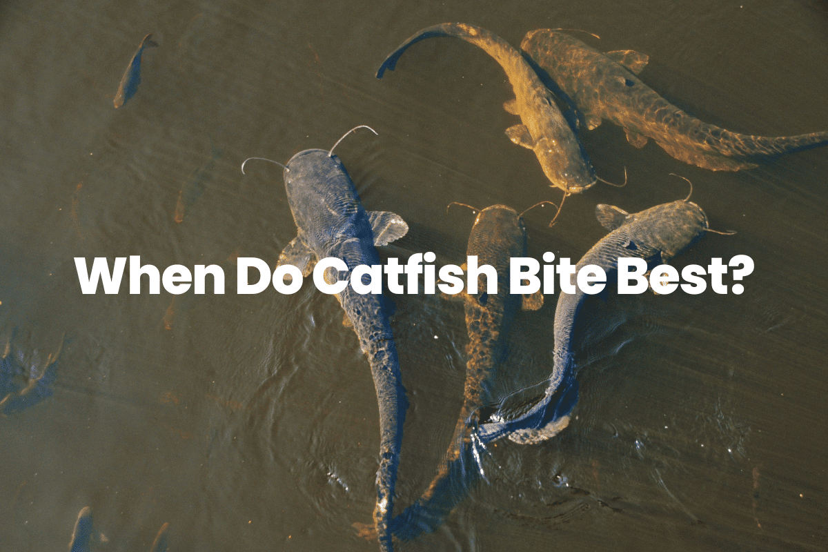 When Do Catfish Bite Best? FishingVista
