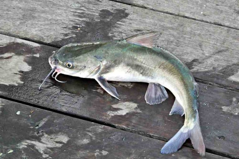 What To Do After You Catch A Fish