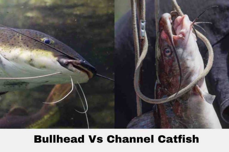 Bullhead Vs Channel Catfish Which One Should You Target? FishingVista