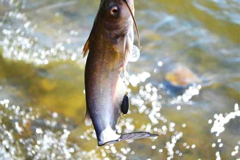 Different Types Of Catfish Explore The Wide World Of Catfish Varieties
