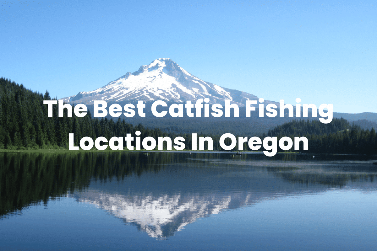 The Best Catfish Fishing Locations In Oregon FishingVista